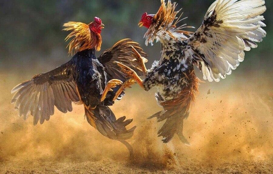 Đa dạng các trận đá gà trong và ngoài nước