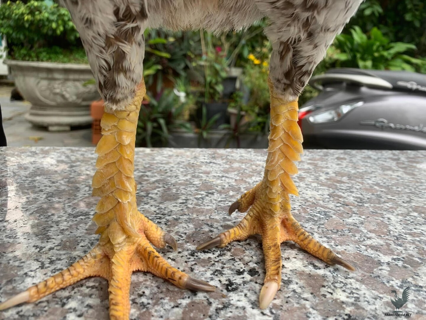 Bạn có biết gà chọi vảy vấn sáo là gì không?