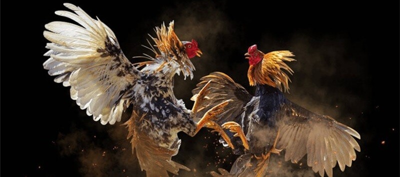 Các hình thức live đá gà cựa dao ưa chuộng