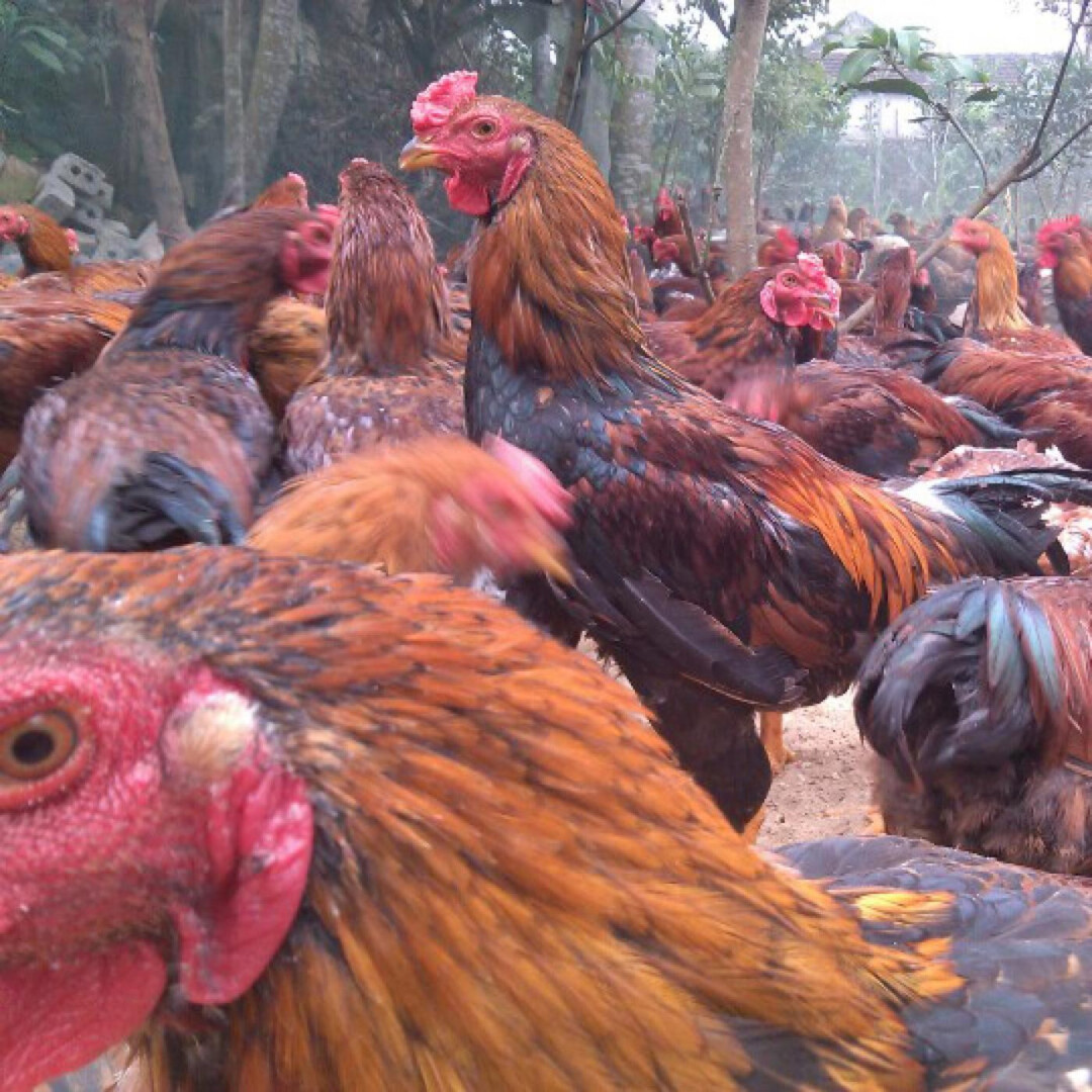 Cách chọn gà lai chọi sọc giống khỏe mạnh nhất