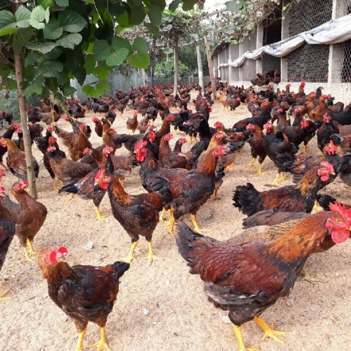 Cách để phòng bệnh trong quá trình nuôi gà lai chọi sọc