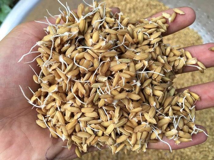 Cách nuôi gà chọi sao cho hiệu quả nhất?