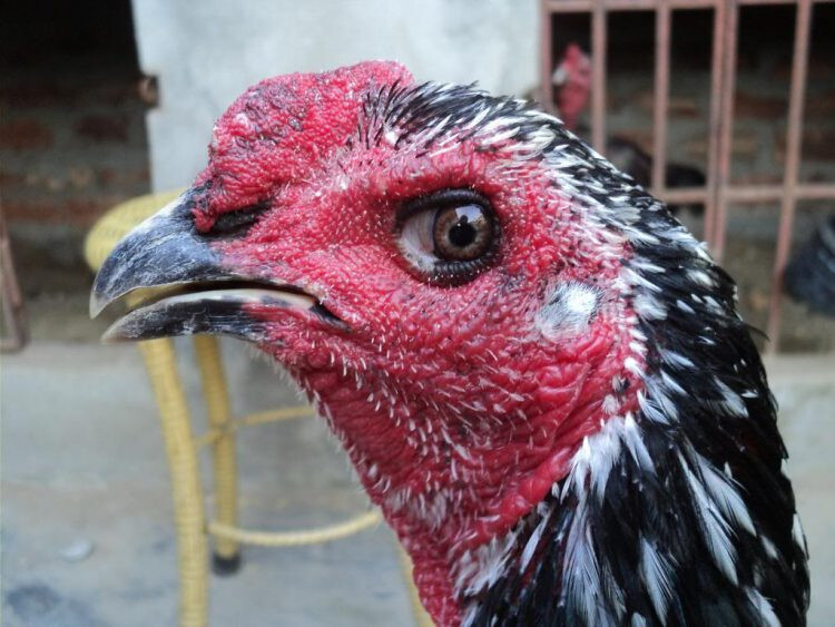 Chọn gà chọi mái theo phần mỏ gà mái