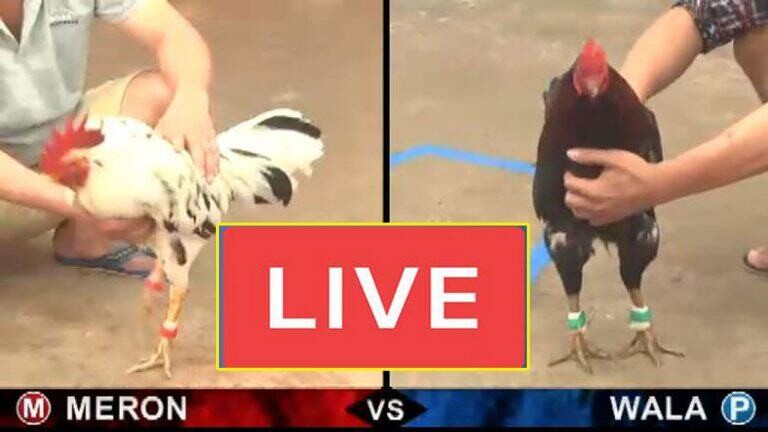 Đá gà trực tiếp 67 - Sân chơi chất lượng cho các cược thủ 5 Đá gà trực tiếp 67 là một sàn cược được nhiều cược thủ thích chọi gà yêu thích