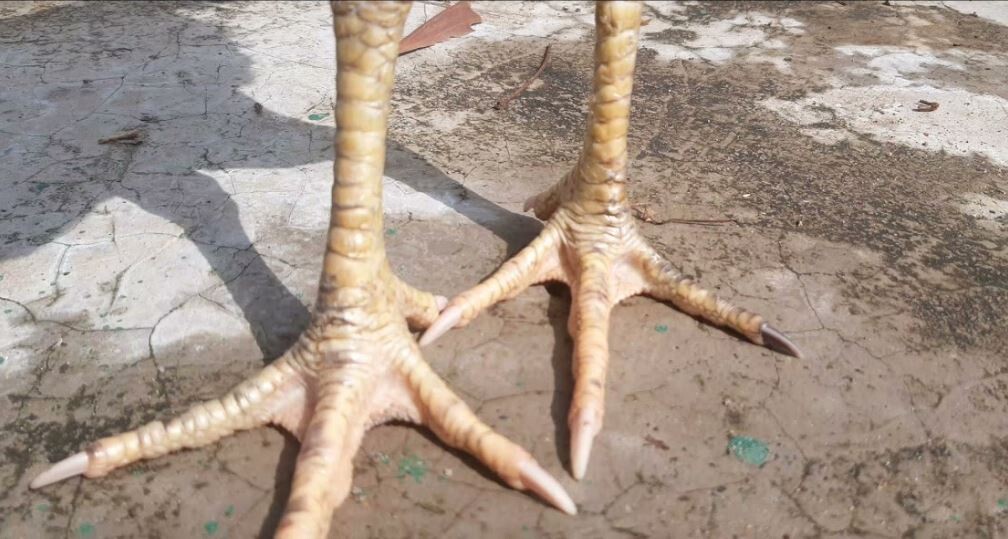 Gà chọi vảy vấn sáo là gì và vì sao lại được yêu thích? 4 Gà chọi vảy vấn sáo thưởng có khả năng chiến đấu tốt hơn