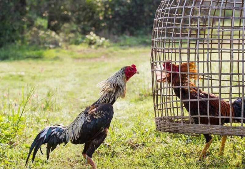 Giới thiệu top 5 giống gà đá đẹp nhất Việt Nam 8 Giống gà chọi Thái Lan là một giống gà nhỏ nhưng có chân cao dong dỏng