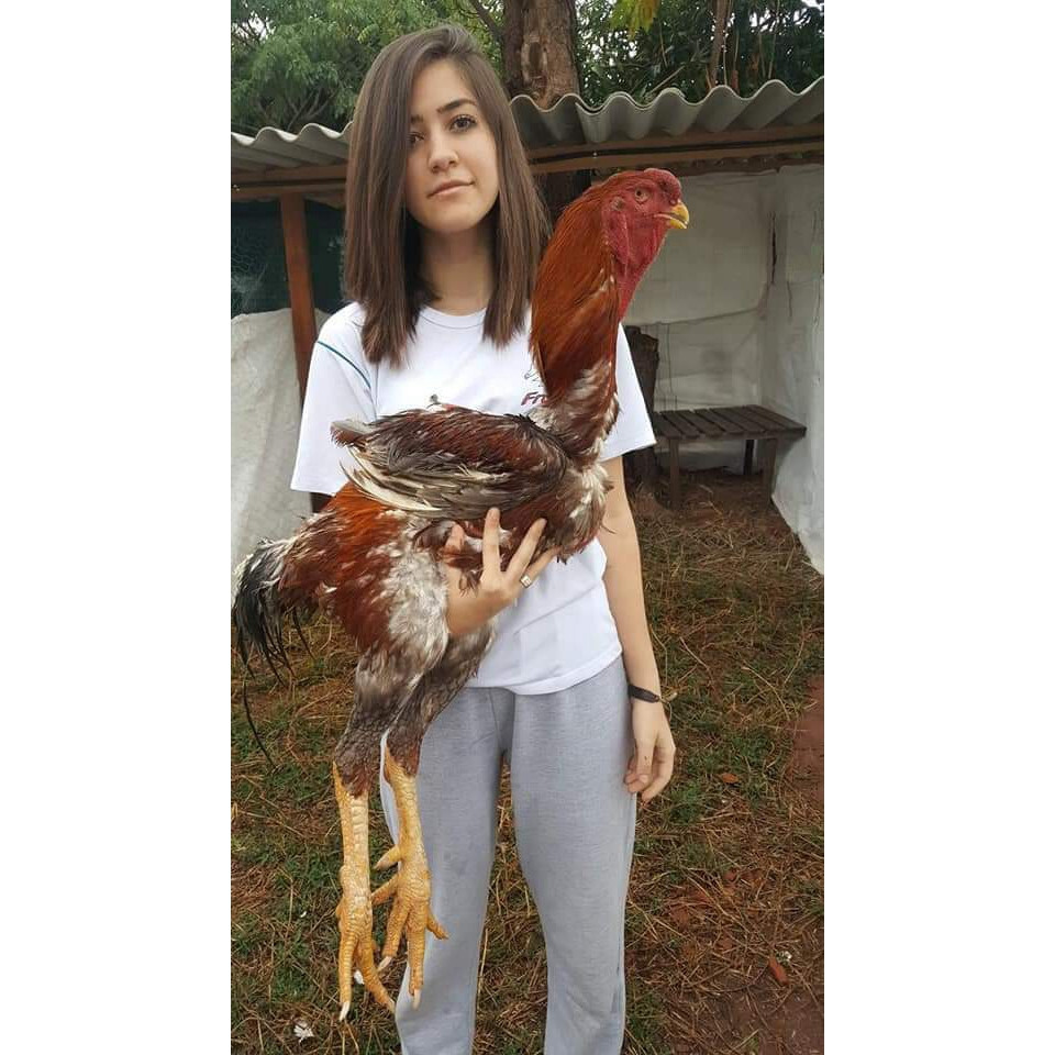 Một số bí quyết chọn được giống gà Nam Mỹ chất lượng nhất