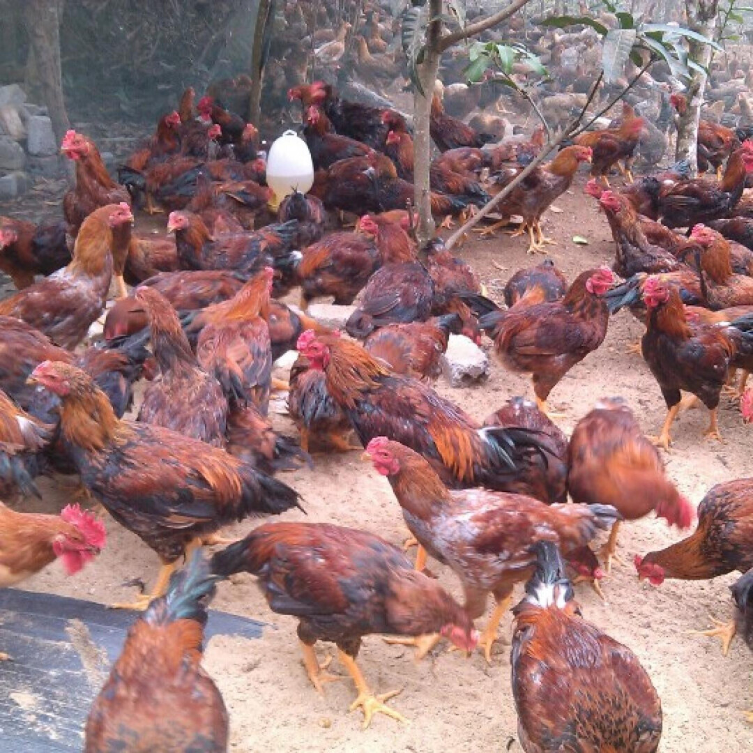 Những đặc điểm của giống gà lai chọi sọc