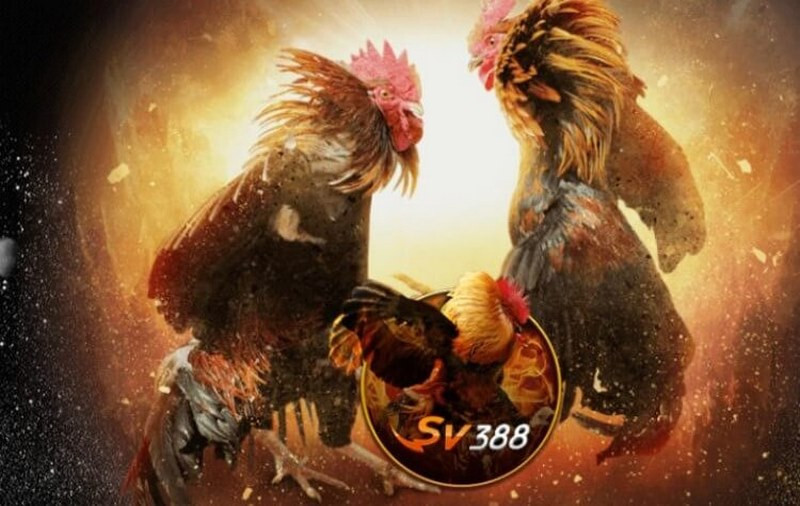 Hướng dẫn chơi đá gà SV388 chi tiết nhất 6 Thế nào là đá gà SV388?