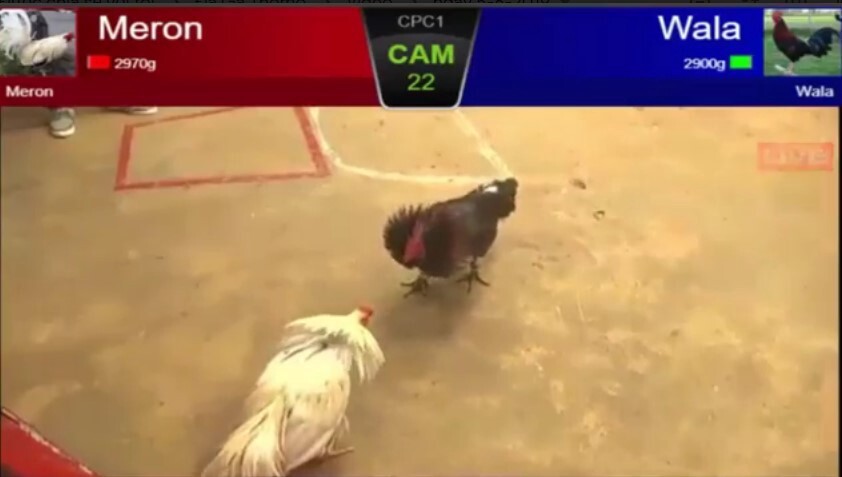 Xem đá gà trực tiếp 999 hôm nay có mất phí không?