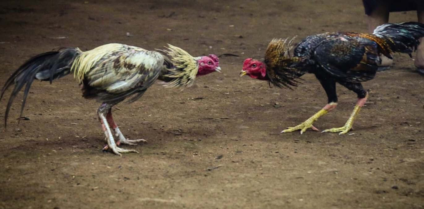 Xem màu mạng gà đá là rất cần thiết