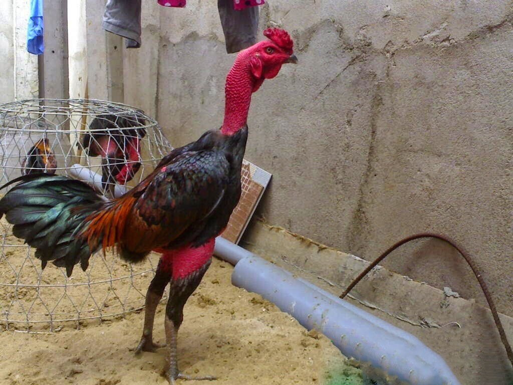 Xem tướng là cách chọn gà chọi phổ biến