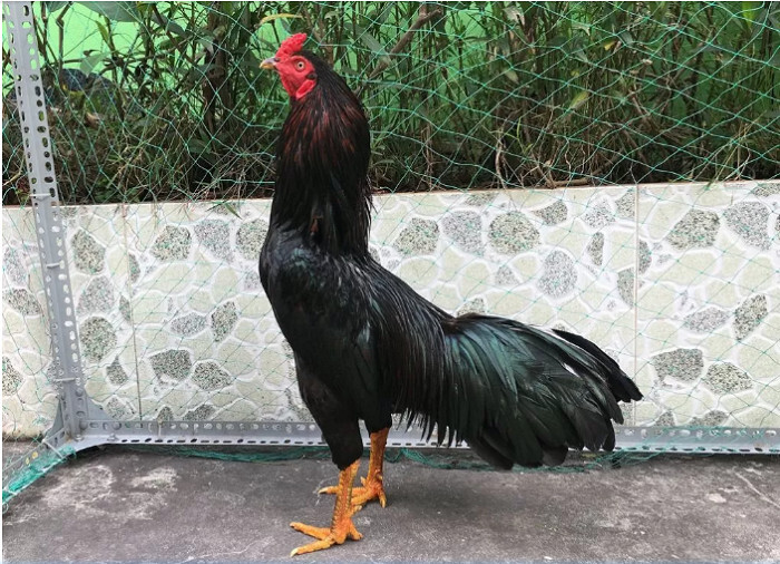 Cần dựa vào nhiều yếu tố để xác định nên nuôi hay không?