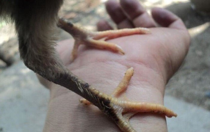 Cần quan sát tỉ mỉ nhất để xác định tố chất của giống gà này