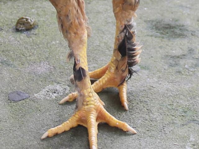 Dễ dàng nhận biết gà chân lông vảy loạn