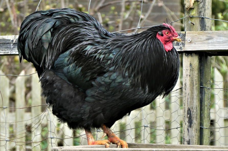 Gà Bắc Kinh có những ưu điểm gì nổi bật?