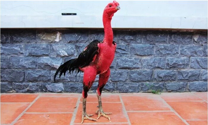 Gà chân lông vảy loạn có nhiều đặc điểm khác biệt