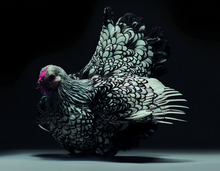 Gà chọi sáu cựa thần kê nổi bật trong danh sách 33 loại gà thần kê