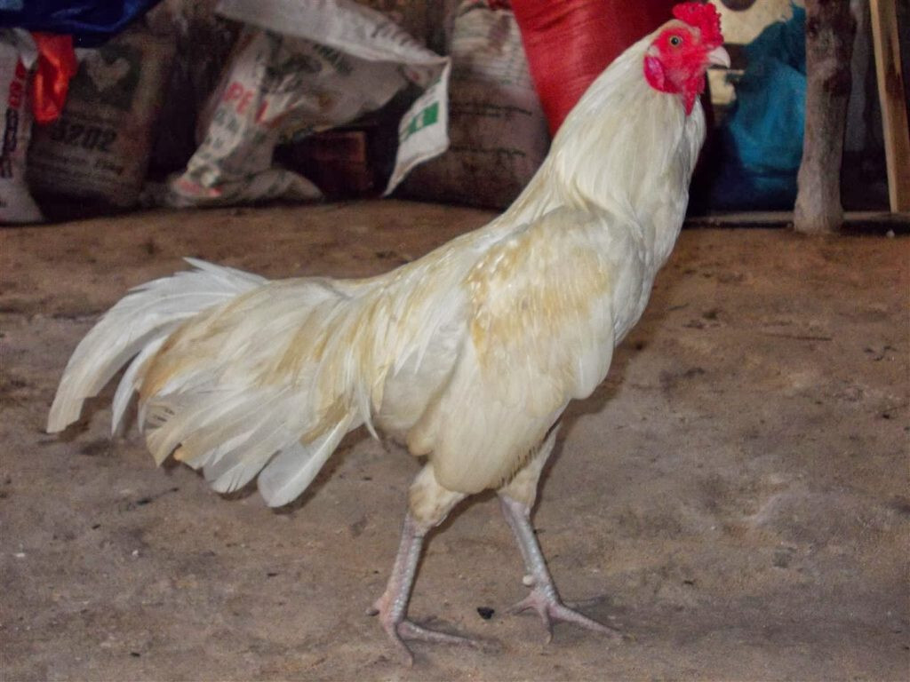 Gà Nhạn là gì? Giới thiệu tổng quan về gà Nhạn