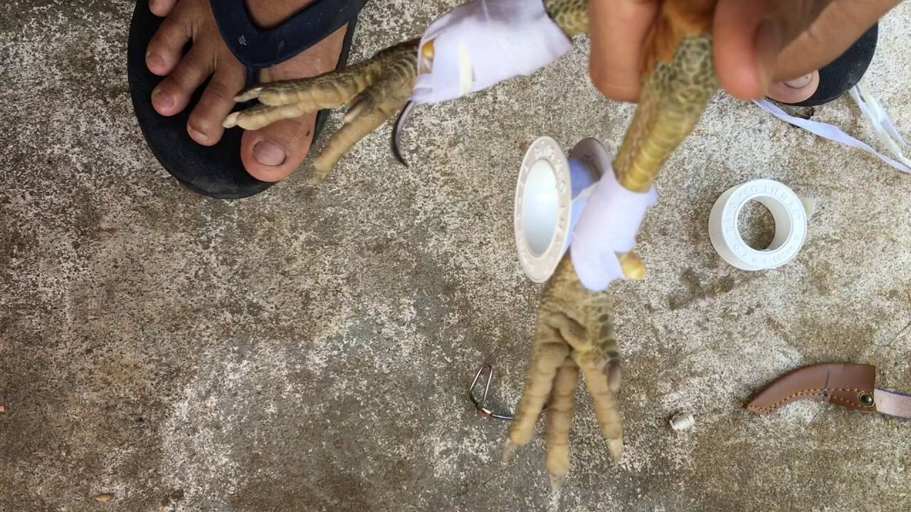 Giới thiệu các loại cựa gà đá hiện nay