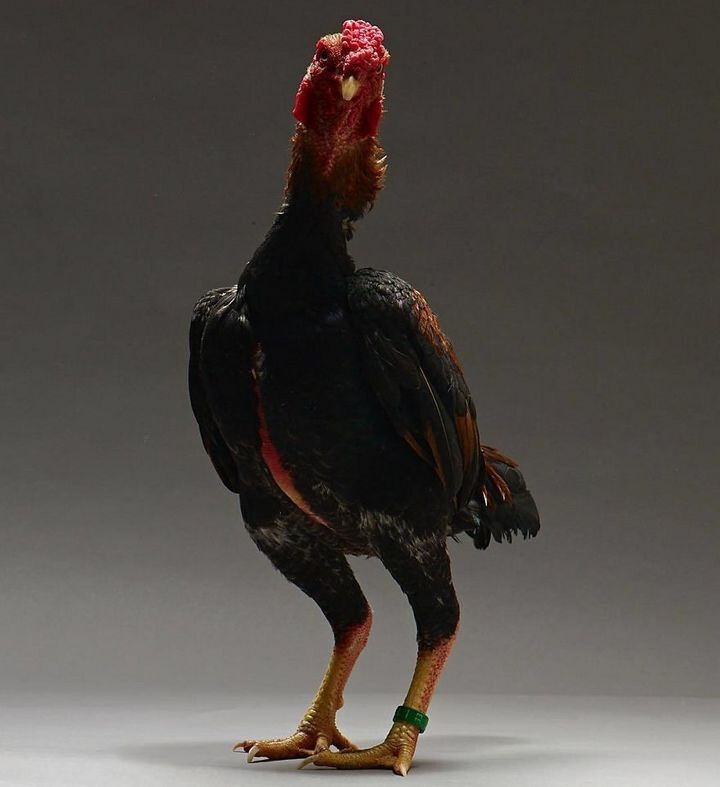 Hắc thiết thần kê – một loại thần kê với bộ lông đen ấn tượng