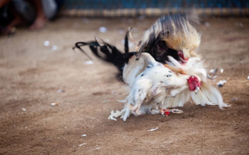 Học ngay về luật chấp cho những chiến kê lông theo luật chấp bạc