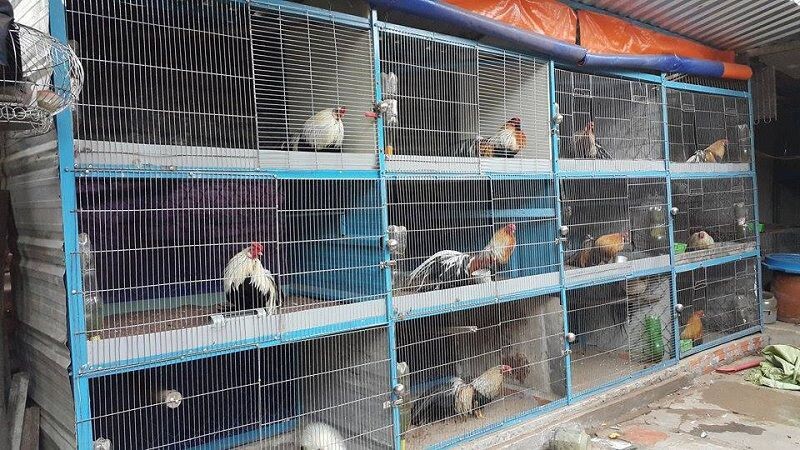 Khu vực miền Nam có nhiều trại gà chất lượng