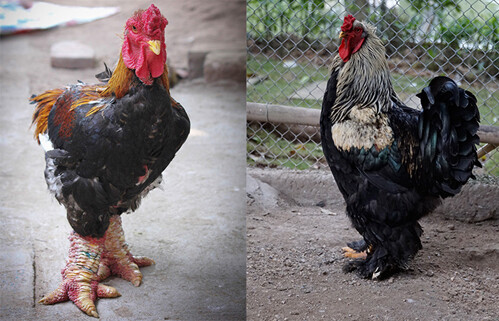 Kinh nghiệm nuôi gà Brahma như thế nào để đạt hiệu quả kinh tế cao nhất 