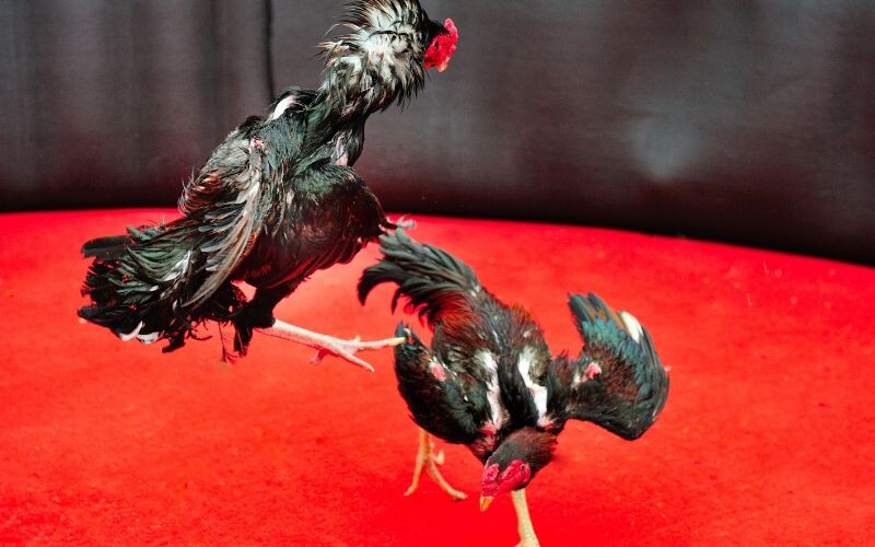 Luật chấp bạc áp dụng khá đơn giản cho những chú gà tre