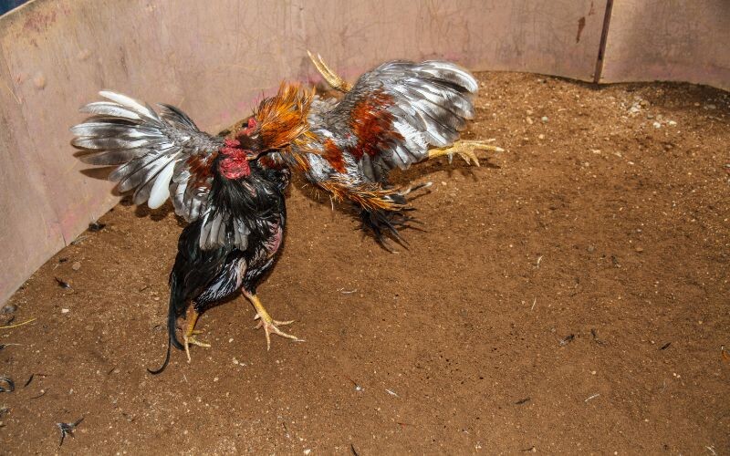 Mách nước một số kinh nghiệm ăn tiền cho anh em tham khảo ngay