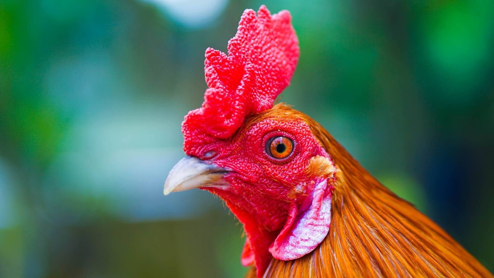 Mắt gà là một yếu tố quan trọng giúp các sư kê chọn gà