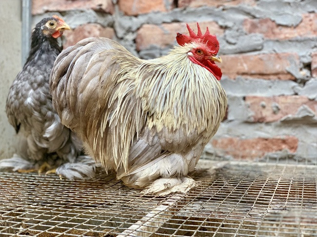 Một số đặc điểm nổi bật nhất của giống gà Bắc Kinh