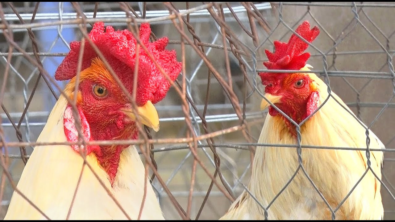 Tại sao sư kê không chọn gà mồng vua để thi đấu?