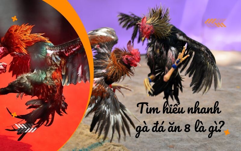Tìm hiểu nhanh về gà đá ăn 8 là gì?