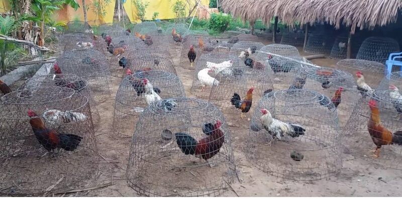 Việt Nam có nhiều trại gà đá nổi tiếng