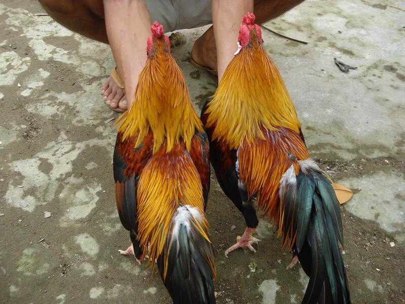 Anh em đã biết phân biệt gà linh kê thần kê chưa?