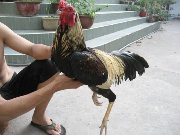 Phương pháp bế gà đá đúng cách mà bạn nên biết 4 Bế gà đá đúng cách cũng cần các sư kê nắm vững kỹ thuật