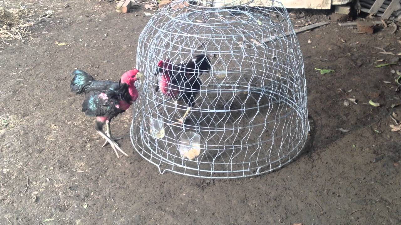 Tổng hợp những cách vần gà chọi chiến hiệu quả nhất 2025 13 Cần phải có khoảng cách thời gian phù hợp giữa tập luyện và nghỉ ngơi