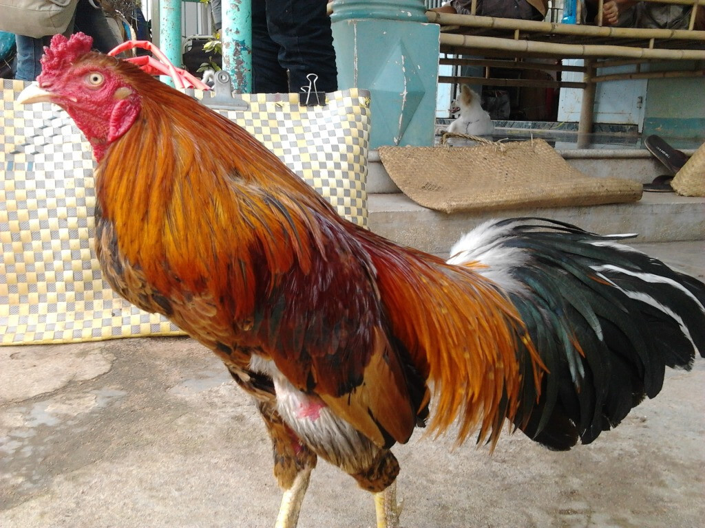 Chợ Tốt gà đá Hậu Giang cung cấp gà đá chất lượng nhất