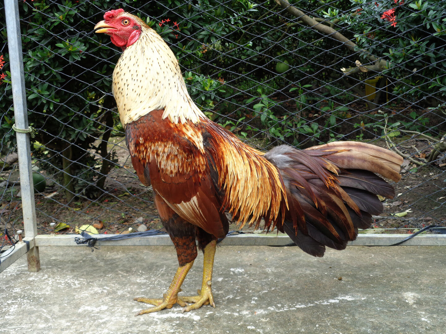 Chợ tốt là kênh mua sắm lớn nhất cả nước