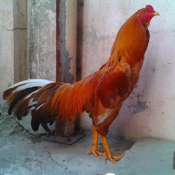 Chú ý đến mỏ gà để chọn được chiến kê như mong muốn