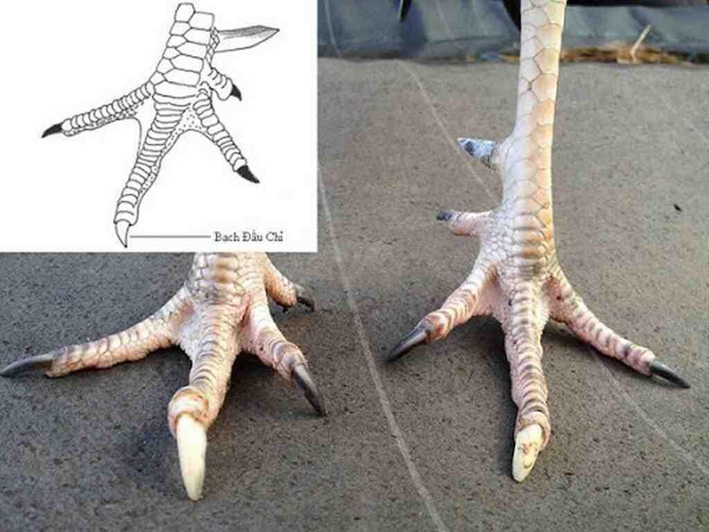 Gà bạch đầu chỉ sẽ có móng chính màu trắng