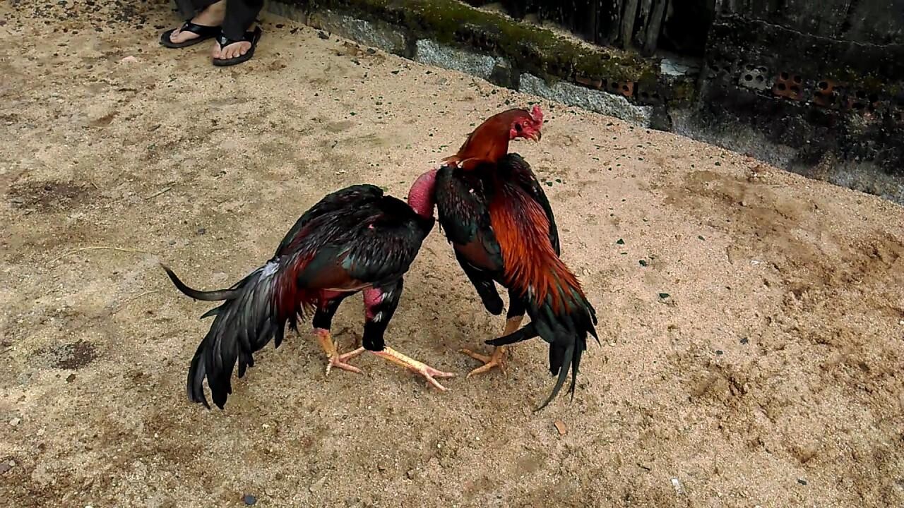 Gà bạch đầu chỉ tốt hay xấu là do quan niệm mỗi người