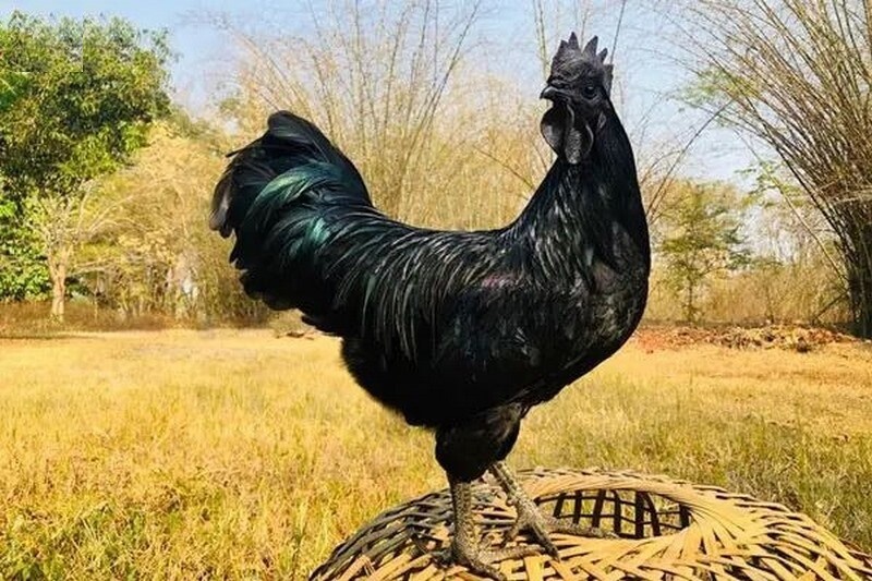 Gà đá mặt quỷ đã xuất hiện khá sớm từ những năm 1100