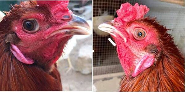 Các loại gà linh kê thần kê siêu hiếu chiến, quý hiếm 10 Gà lưỡng nhãn