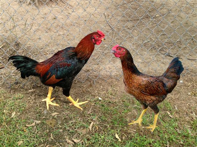 Giới thiệu tổng quan về giống gà Kiến - một giống gà nội địa Việt Nam