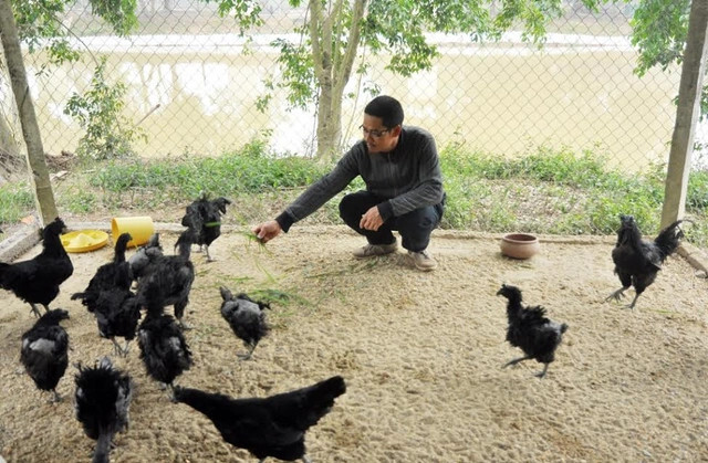 Giống gà đá mặt quỷ không phải từ Việt Nam nên quá trình nuôi cần đúng kỹ thuật