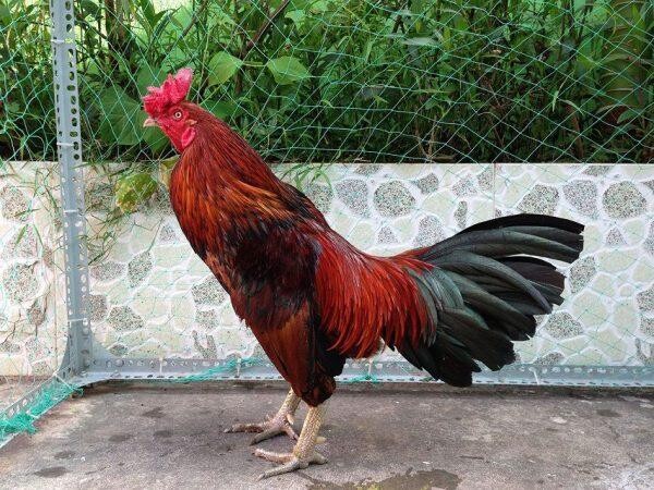 Hôm nay đá gà màu gì ngon nhất