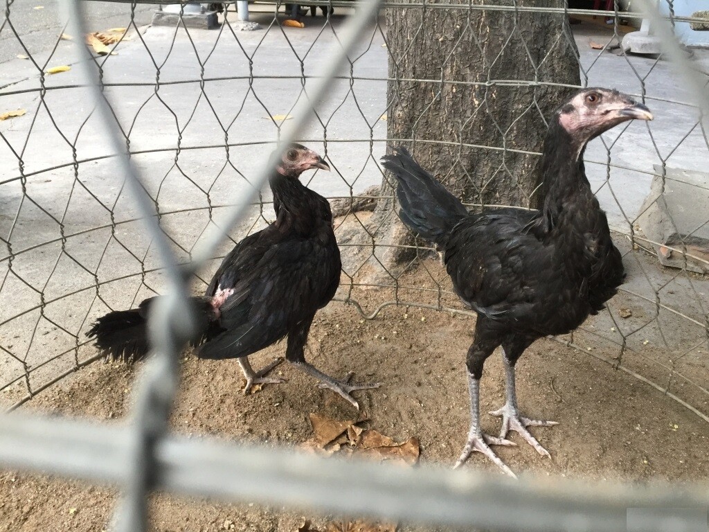 Khái quát những điểm nổi bật giống gà Jap