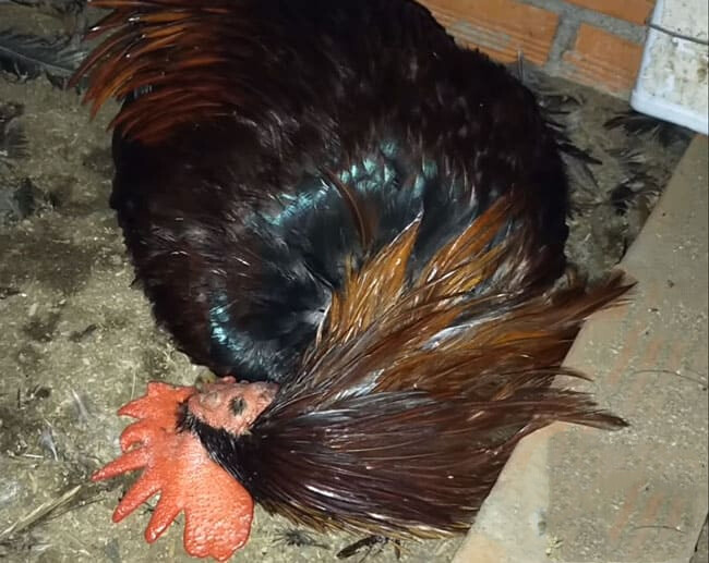 Linh kê lông nhím